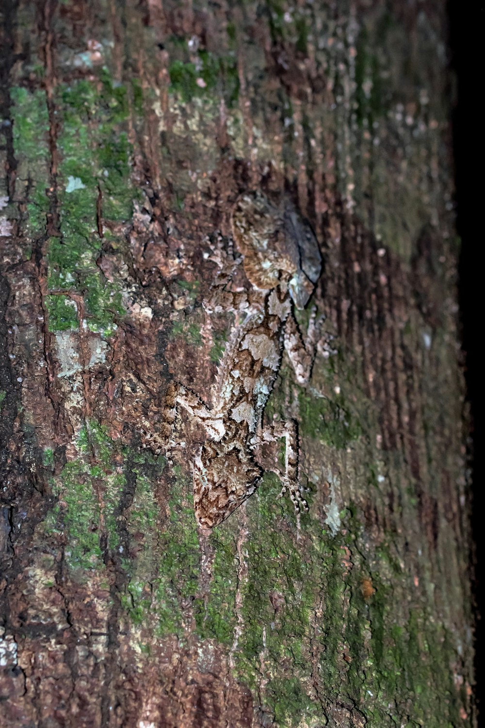 tronco de árbol marrón y verde