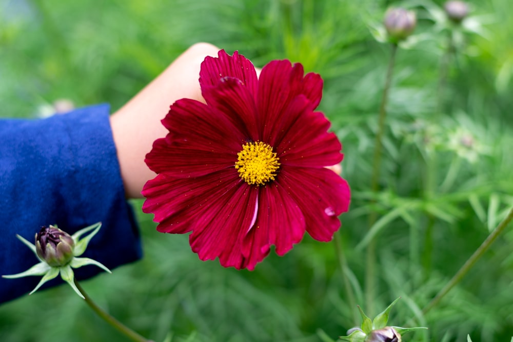 person holding red flower during daytime