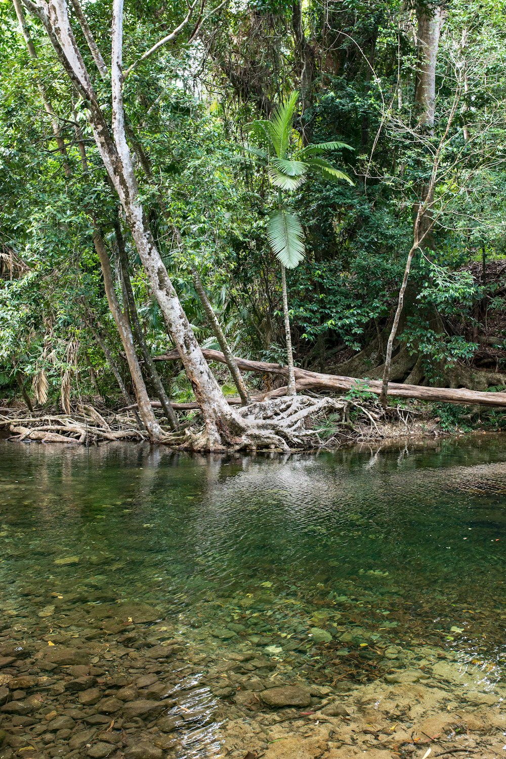 brown tree branch on body of water during daytime