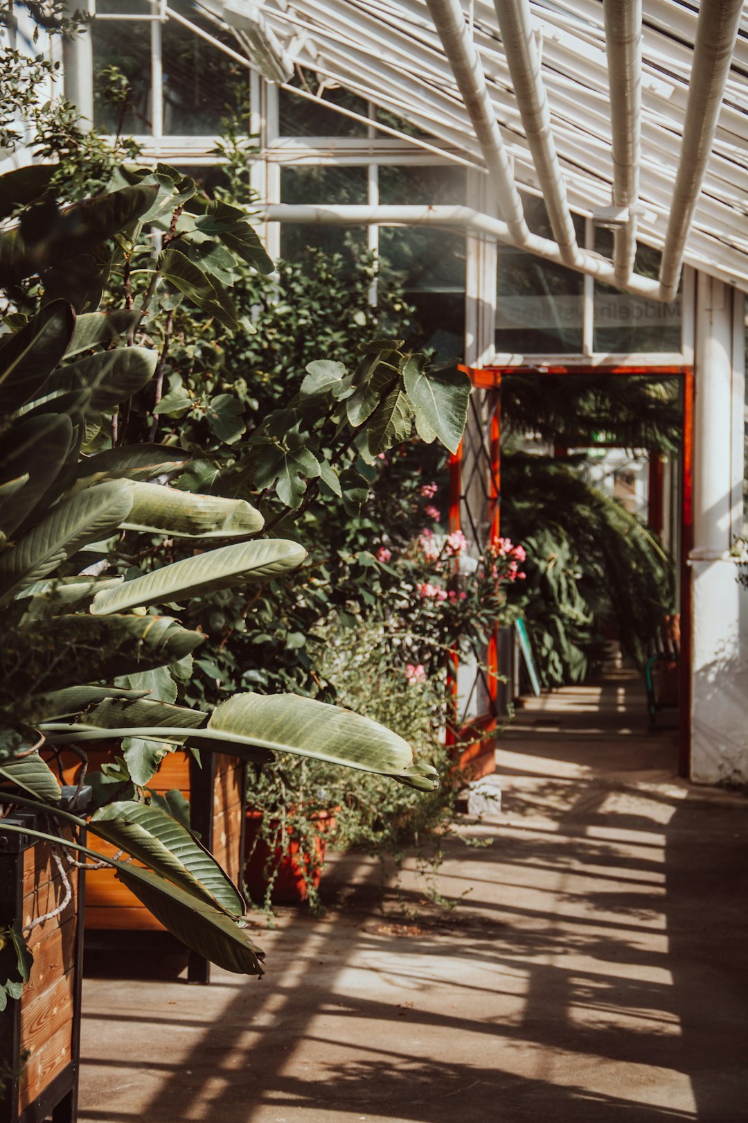 green banana tree near red metal frame glass window