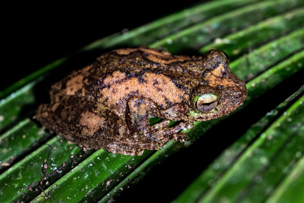 brown and black frog on green leaf