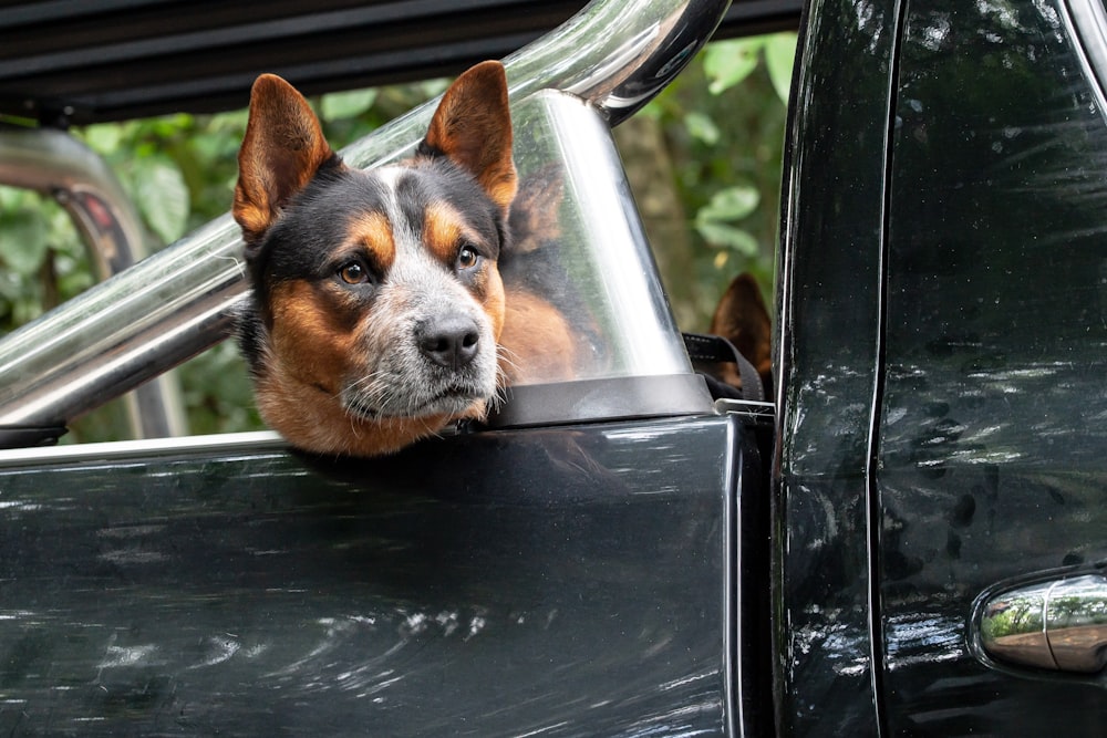 black and tan short coat dog in car