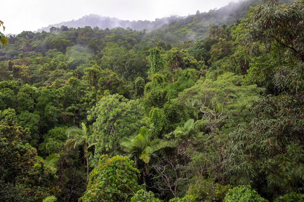 árvores verdes na montanha durante o dia