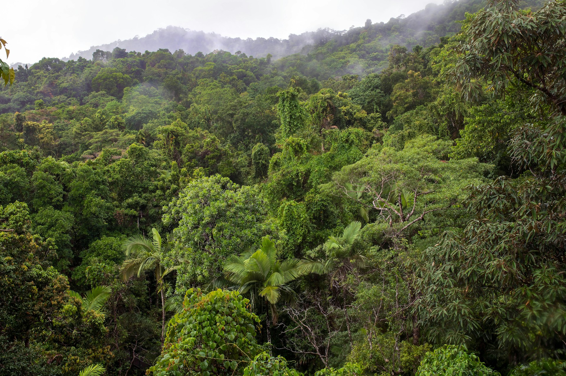 green trees on mountain during daytime