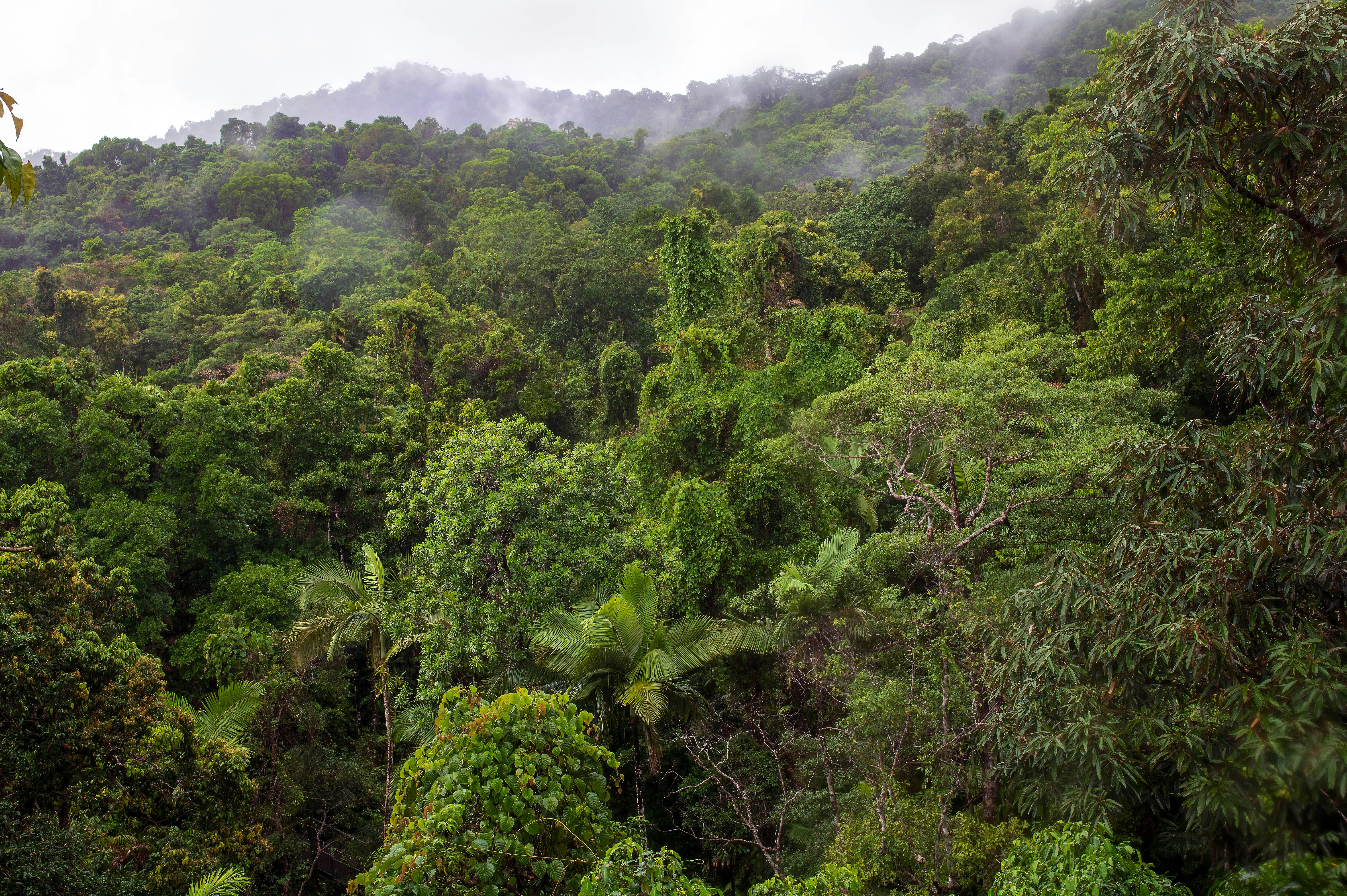 green trees on mountain during daytime