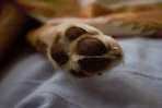 brown and white dog lying on blue textile