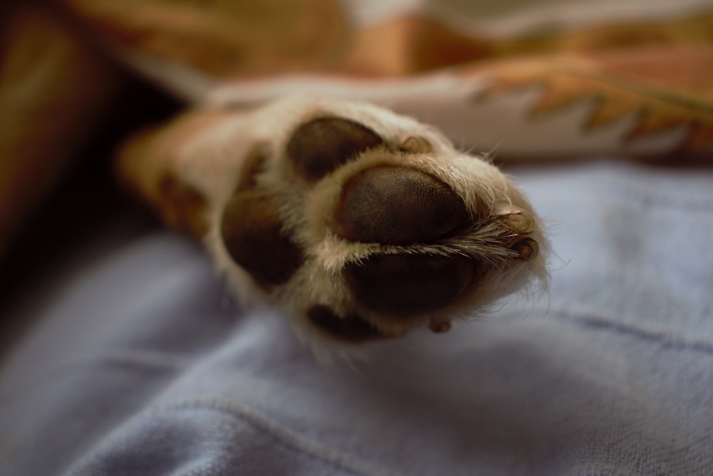 brown and white dog lying on blue textile