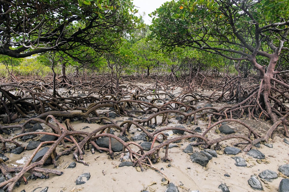 a bunch of trees that are in the sand