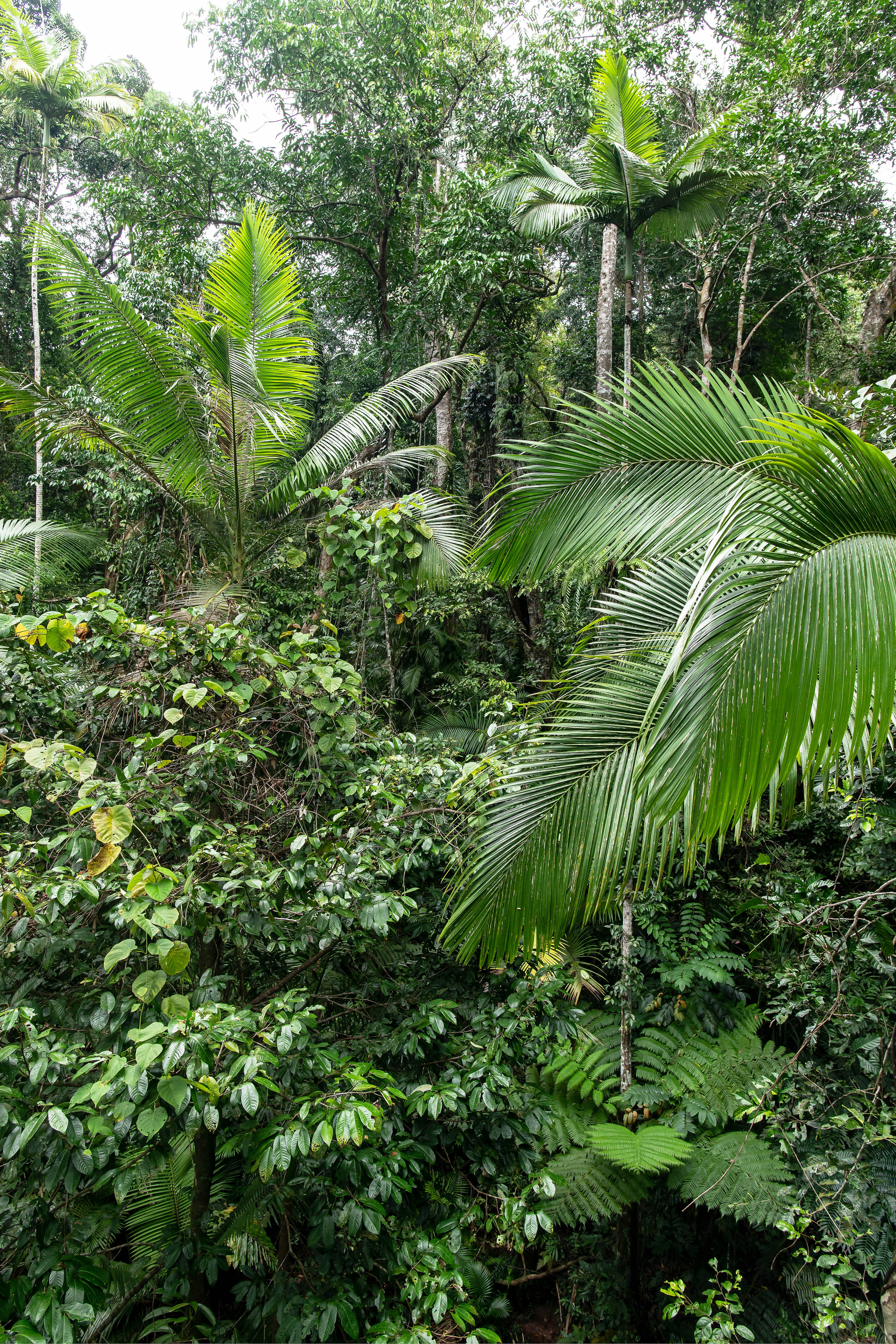 green banana tree during daytime