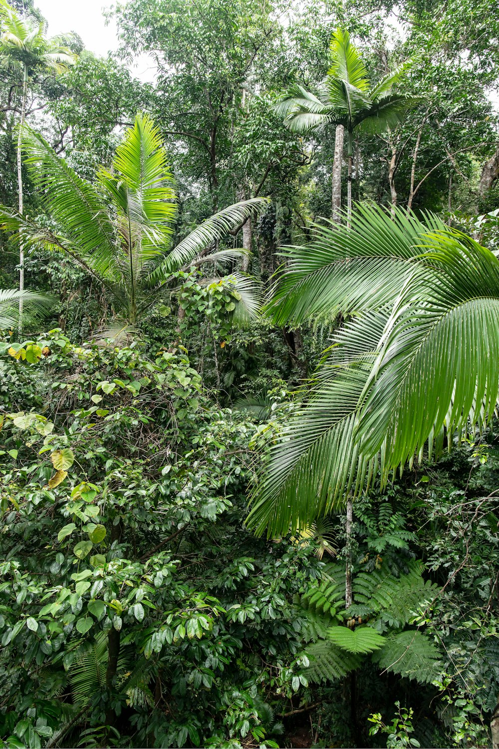 green banana tree during daytime