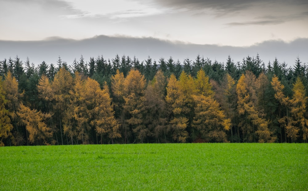 green grass field with trees under white clouds