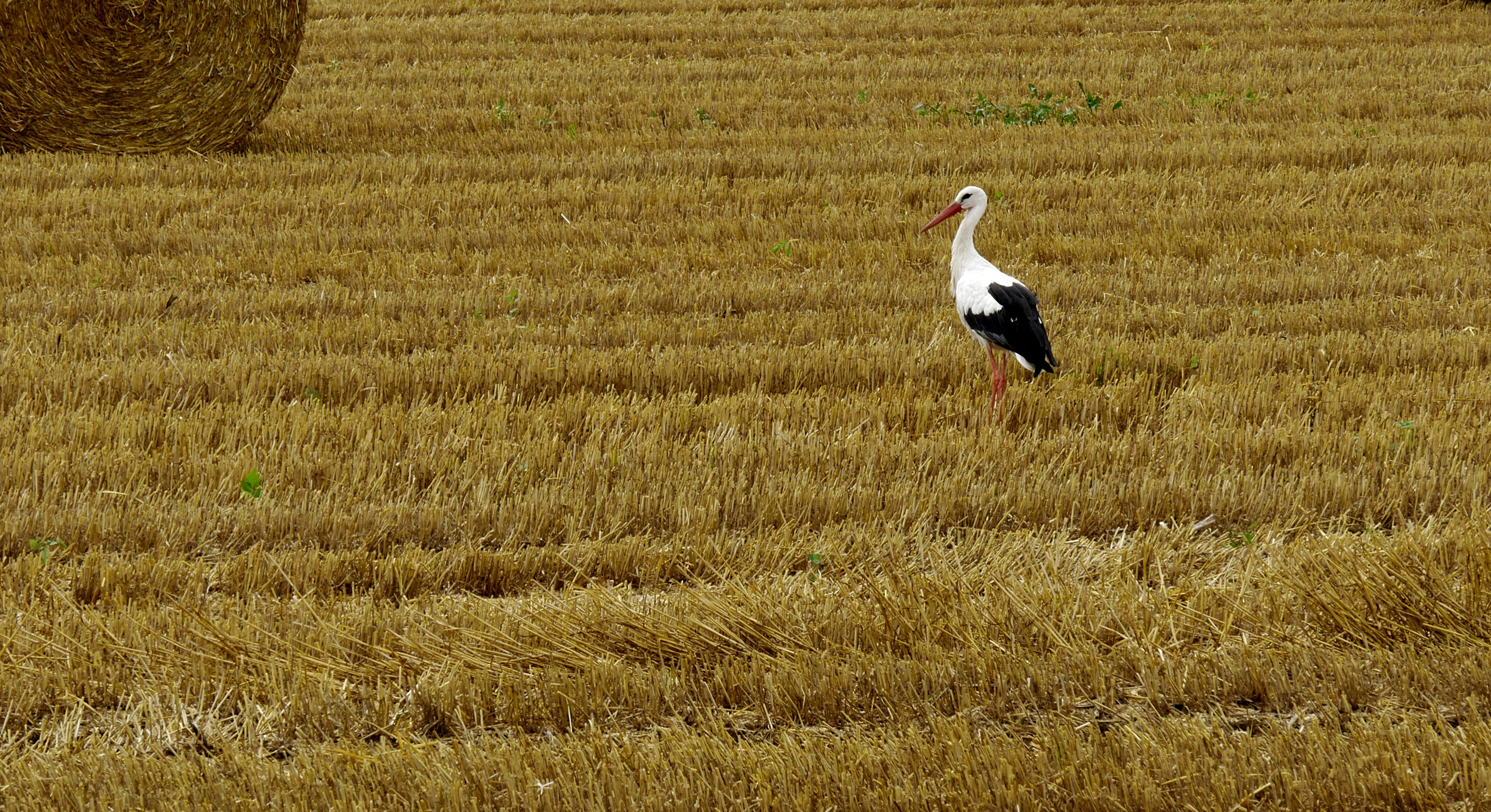 Photo by frederikmerten