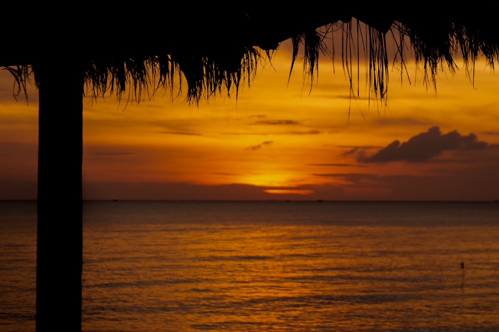 silhouette of palm trees during sunset