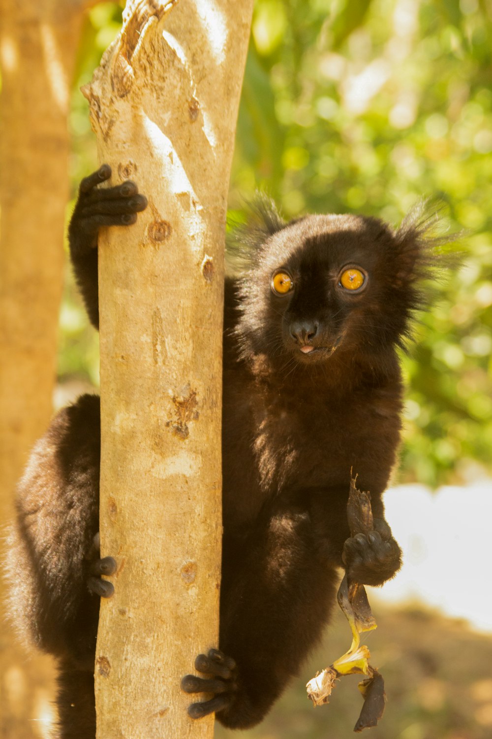 black and white animal on brown tree branch during daytime