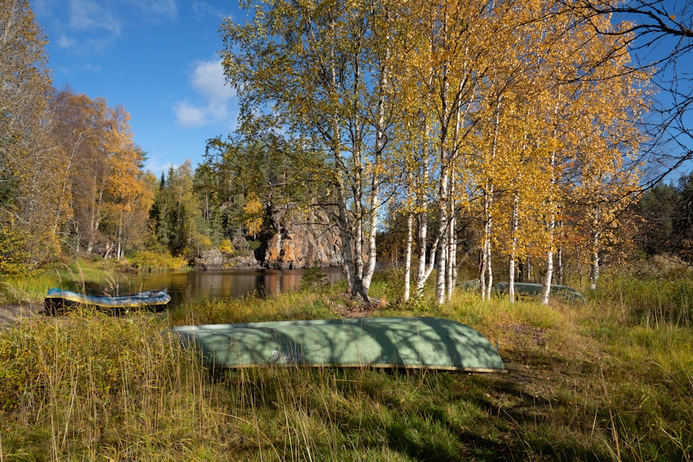 arbres verts et bruns près du lac pendant la journée