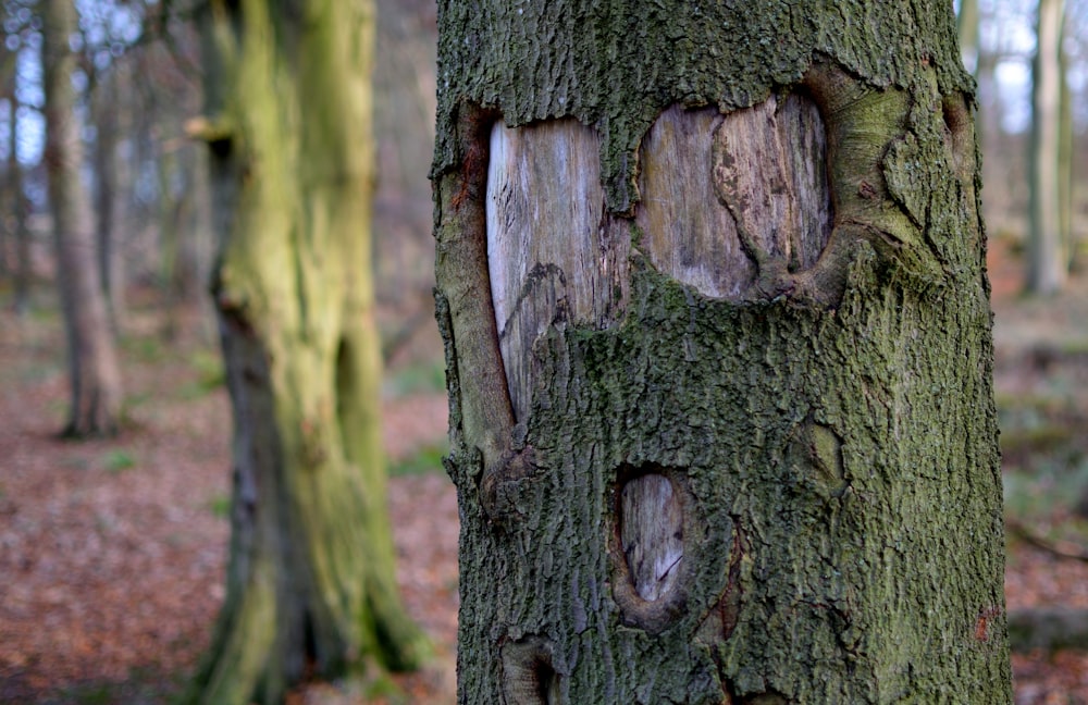 Tronco de árbol marrón en fotografía de primer plano