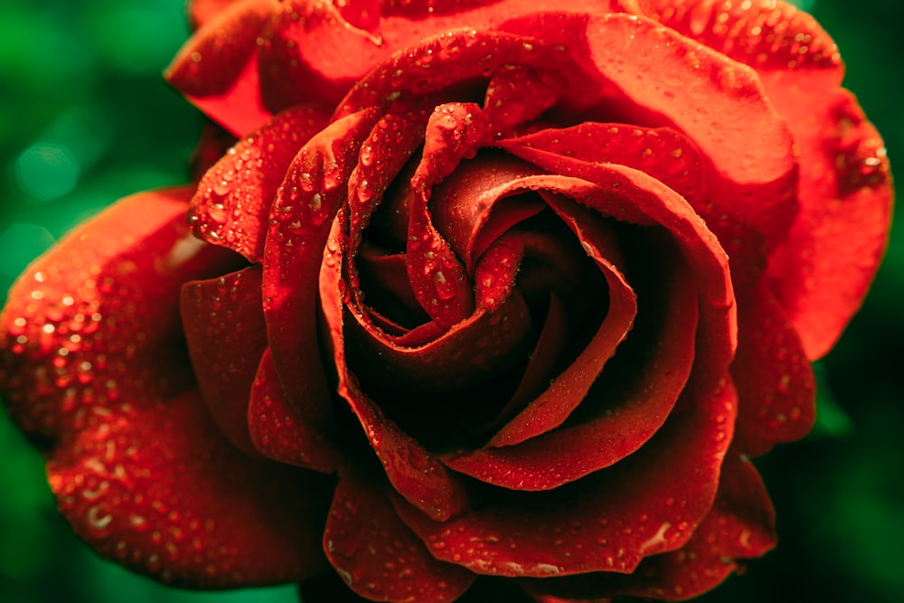 Rote Rose in voller Blüte mit Tautropfen