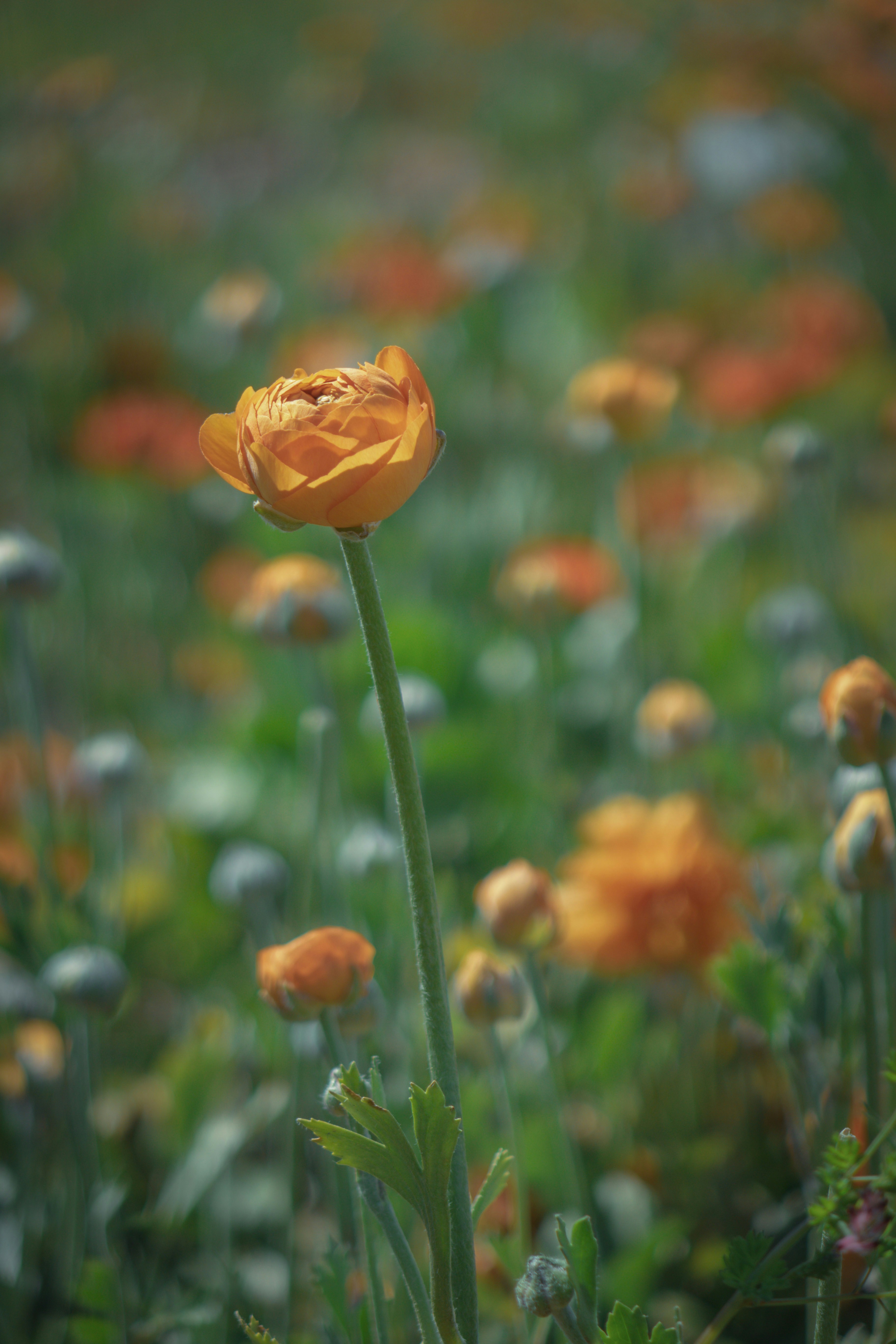 Photo by miekelauren