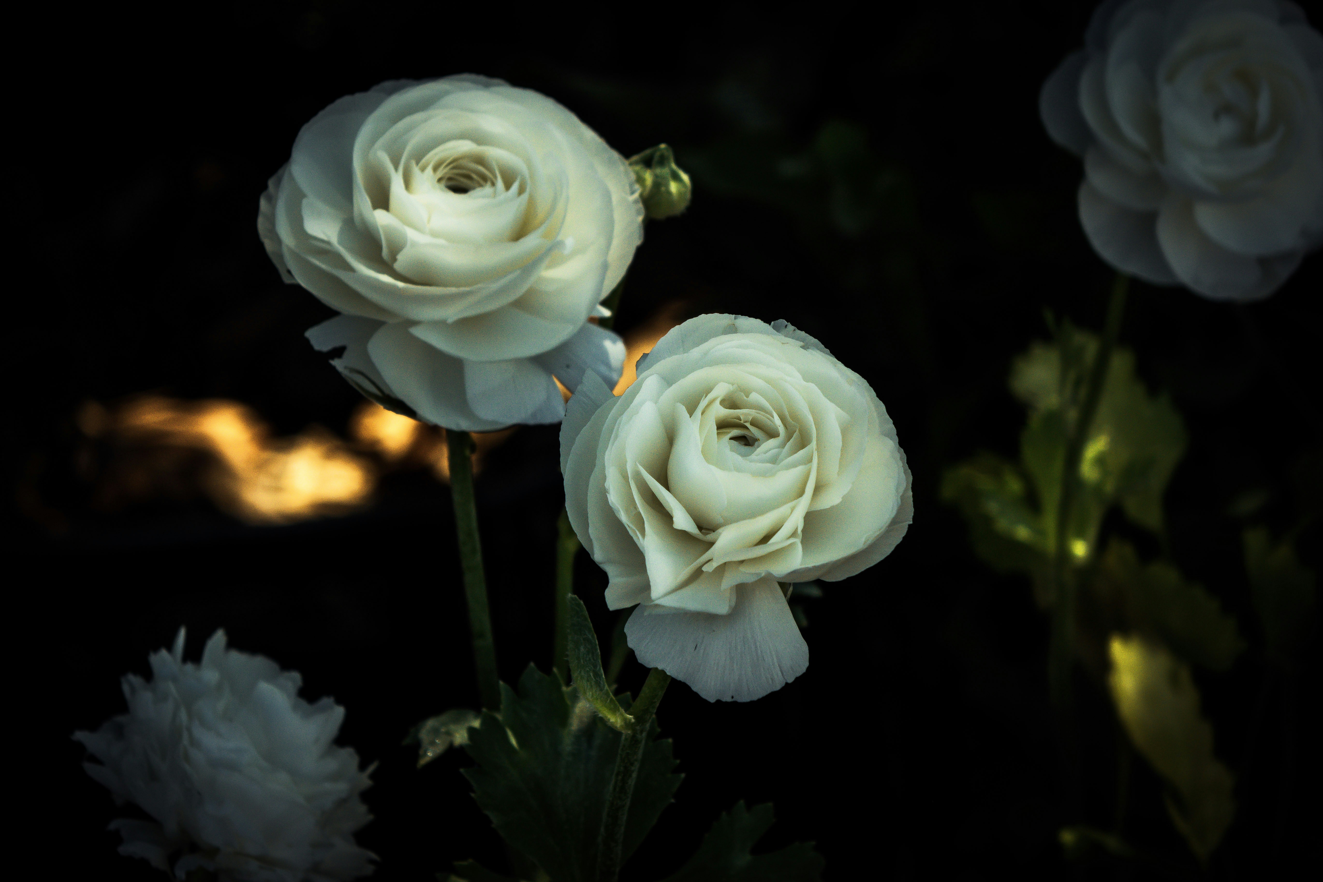 Photo by miekelauren