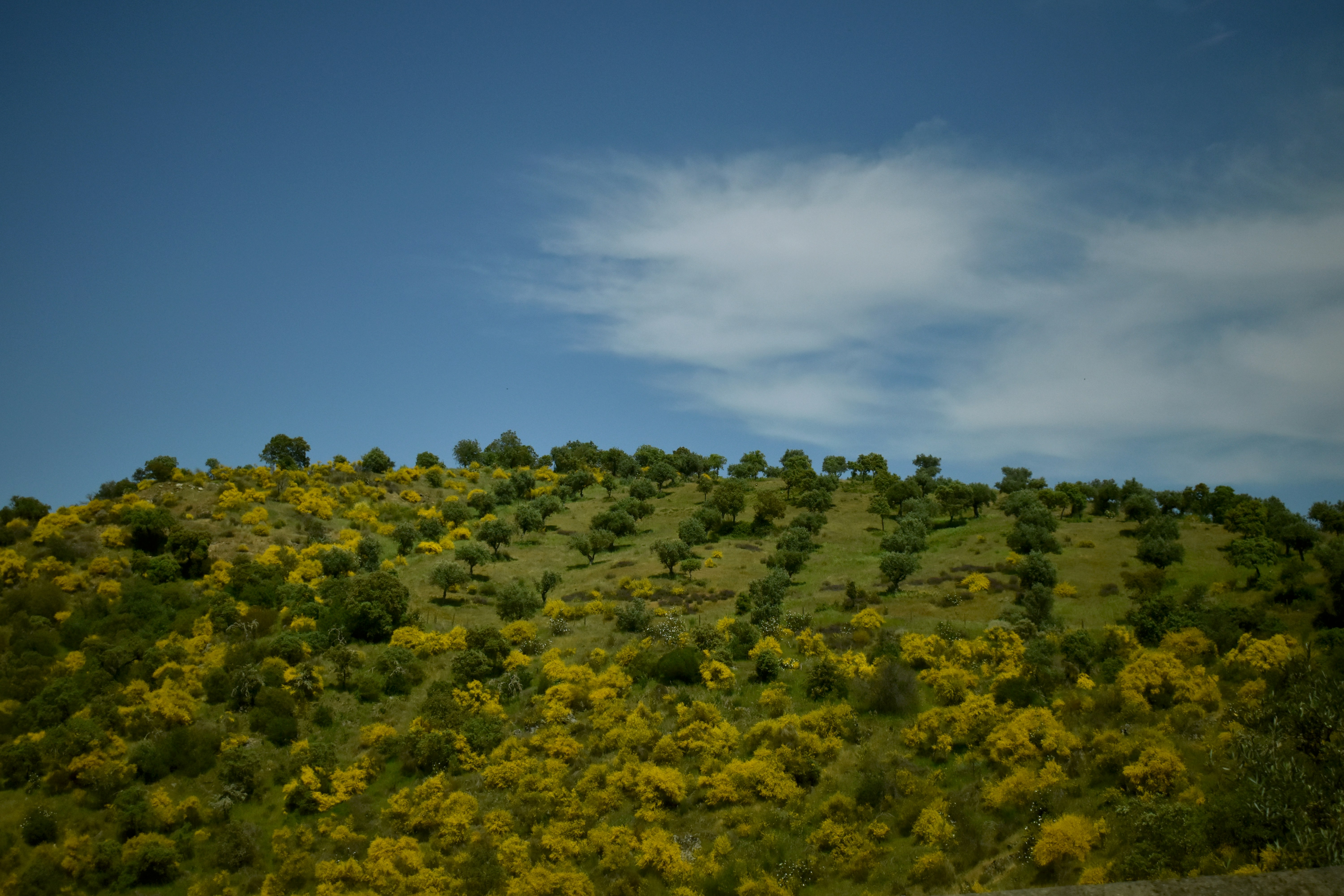 green trees under blue sky during daytime