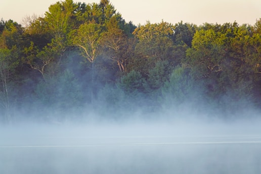 A serene misty forest landscape with soft morning light filtering through tall trees.