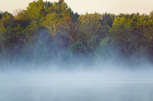 A serene nature scene with soft morning light filtering through gentle trees, evoking calm and focus.