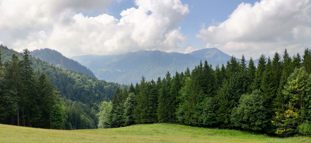 Grüne Kiefern auf grünem Grasfeld unter weißen Wolken und blauem Himmel tagsüber