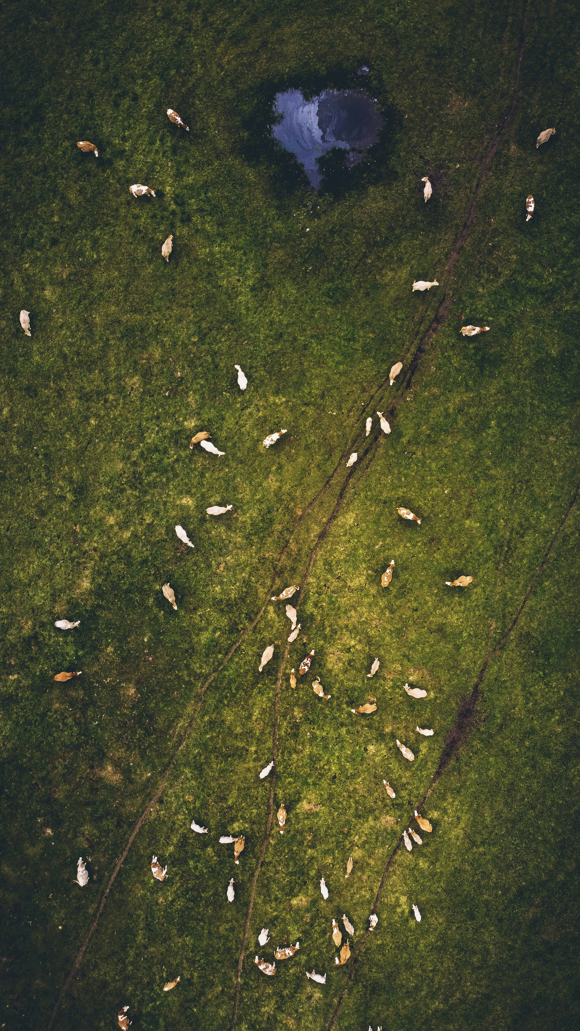 Champ d’herbe verte avec des feuilles séchées