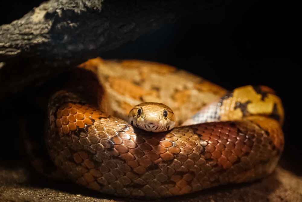 brown and white snake on black rock