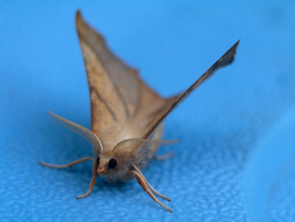 brown moth perched on blue textile