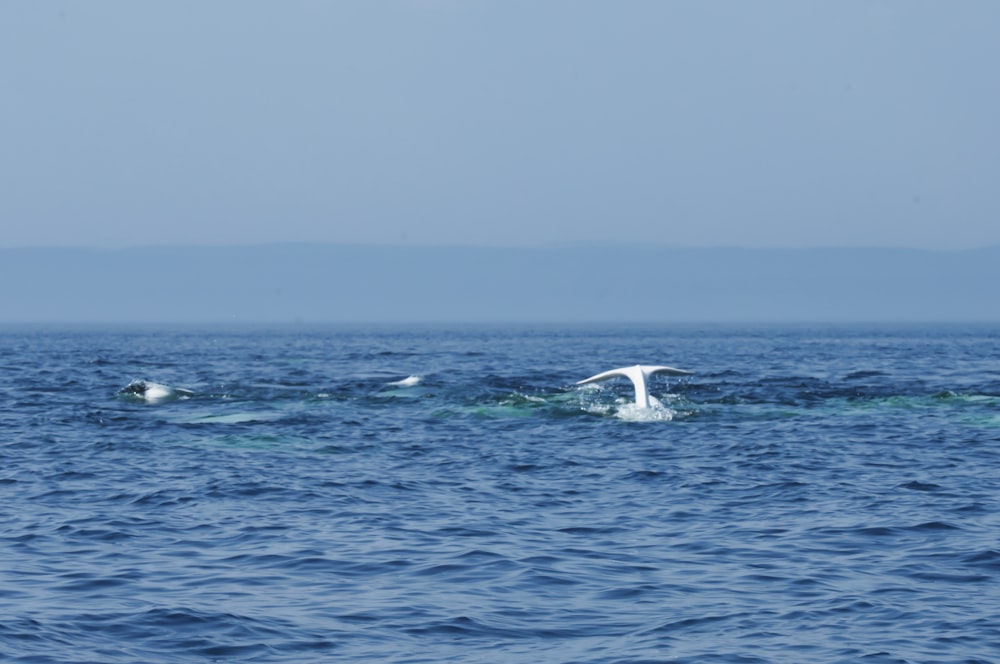 blue sea under white sky during daytime