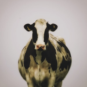 A black and white cow with distinct patches stands facing forward against a plain background. The tags in both ears are visible, indicating its identification.