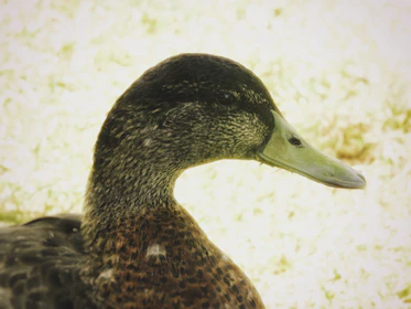 Close-up of a bluebill duck in flight against a backdrop of muted green marsh grasses.