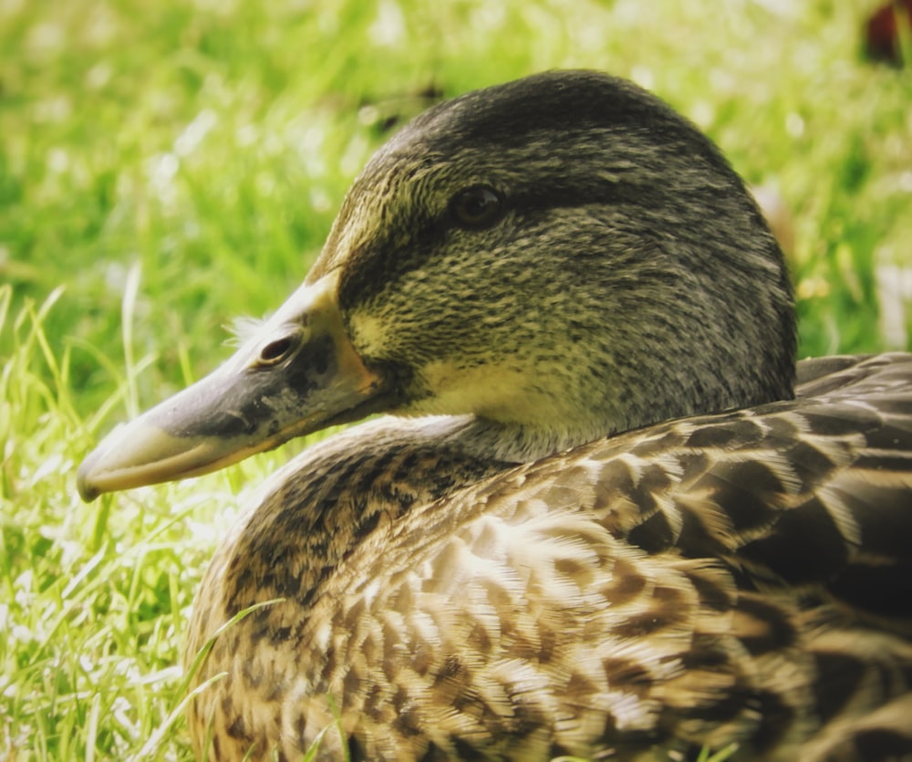 brown duck on green grass during daytime