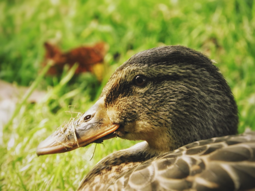 brown and black duck on green grass during daytime