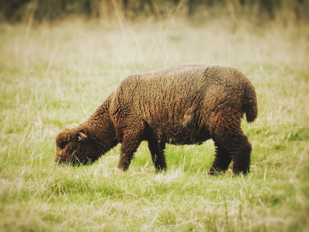brown bear on green grass field during daytime