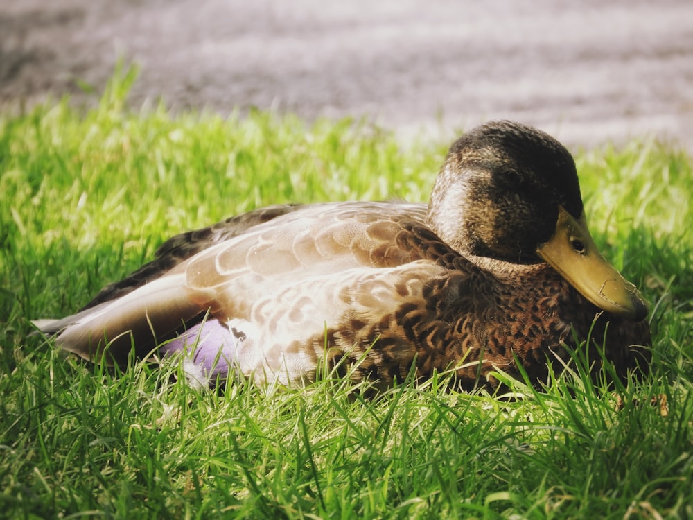 brown and white duck on green grass during daytime