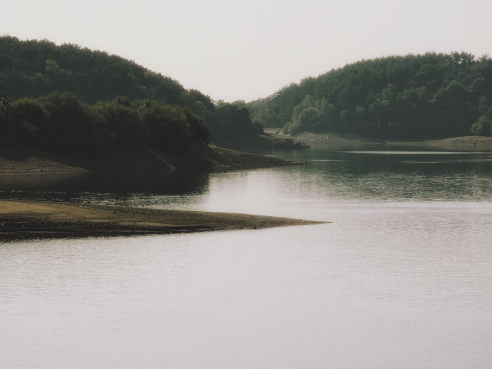 green trees beside river during daytime