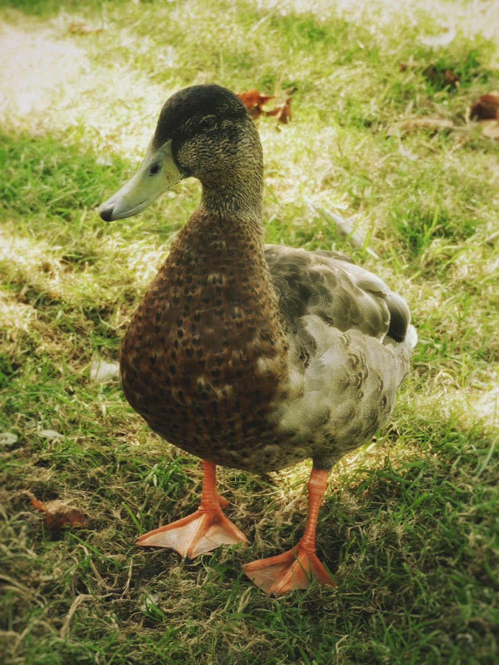 brown and white duck on green grass during daytime