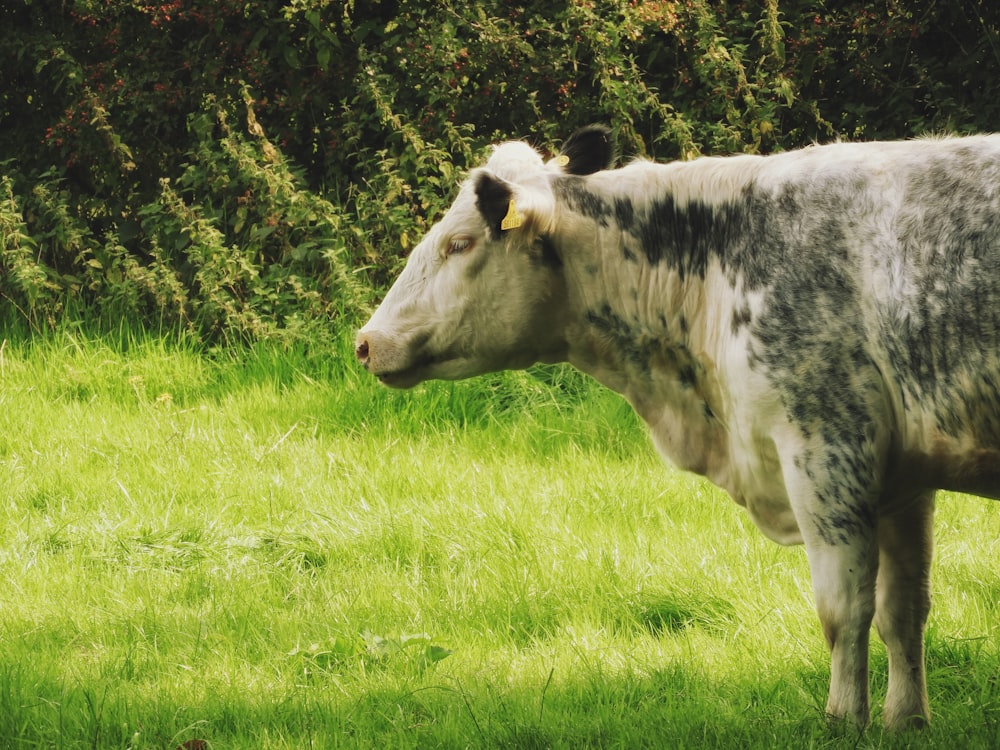 white cow on green grass field during daytime