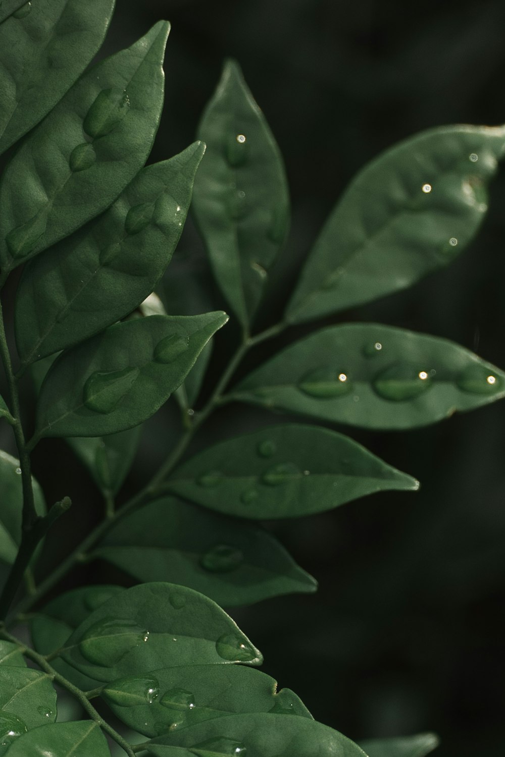 water droplets on green leaves