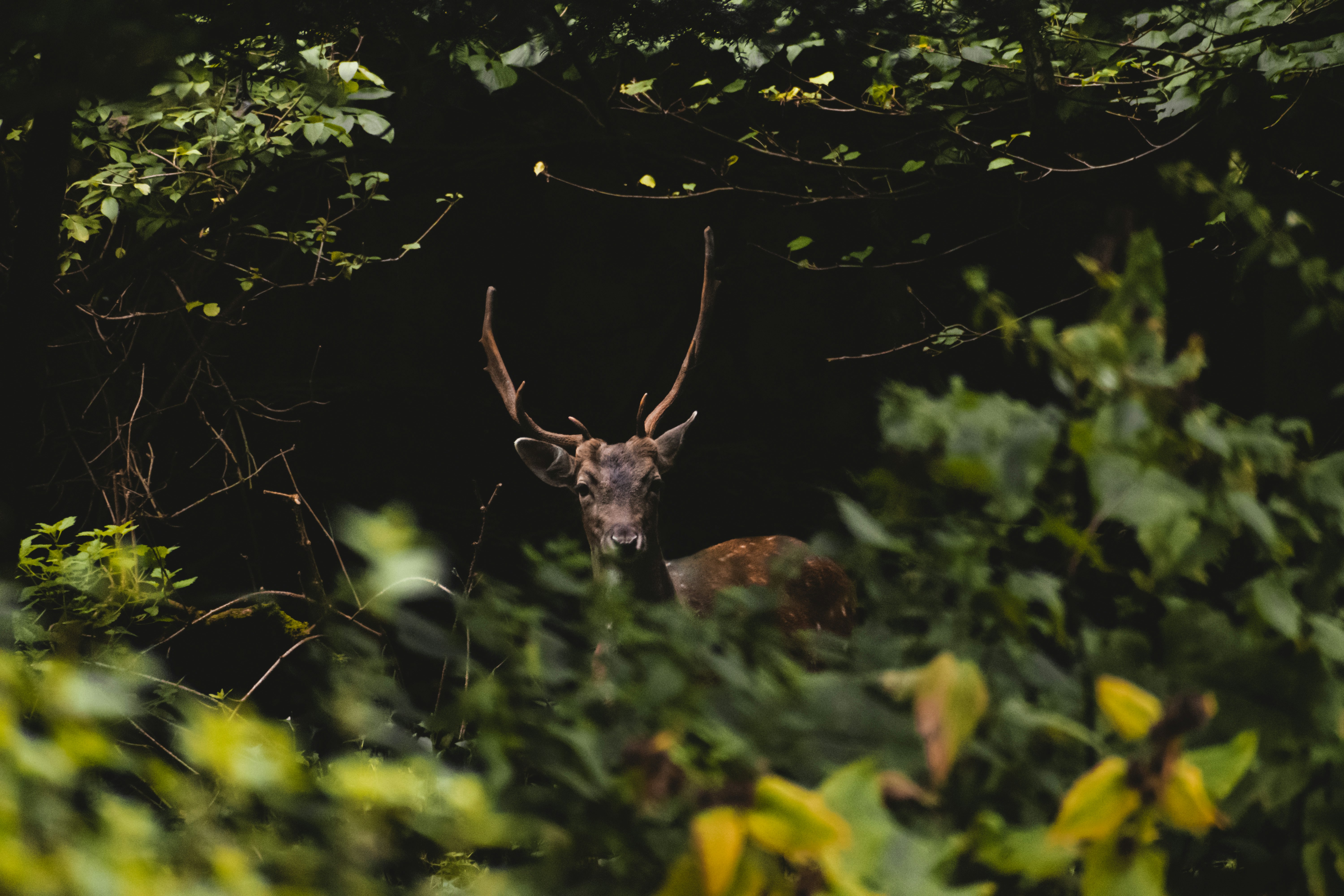 brown deer on green grass during daytime