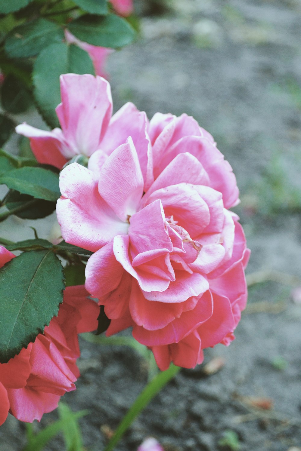 pink rose in bloom during daytime