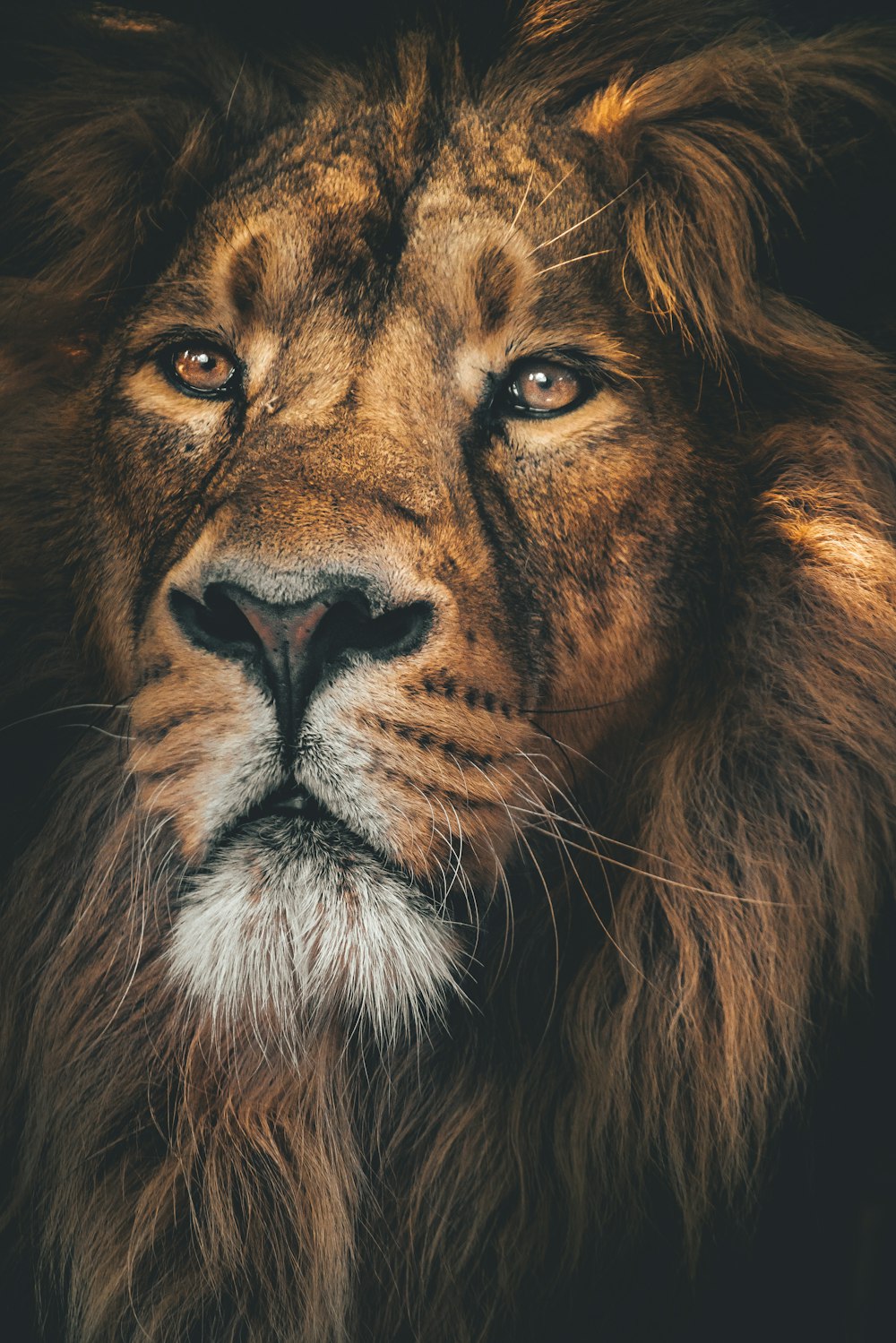 brown lion with white eyes