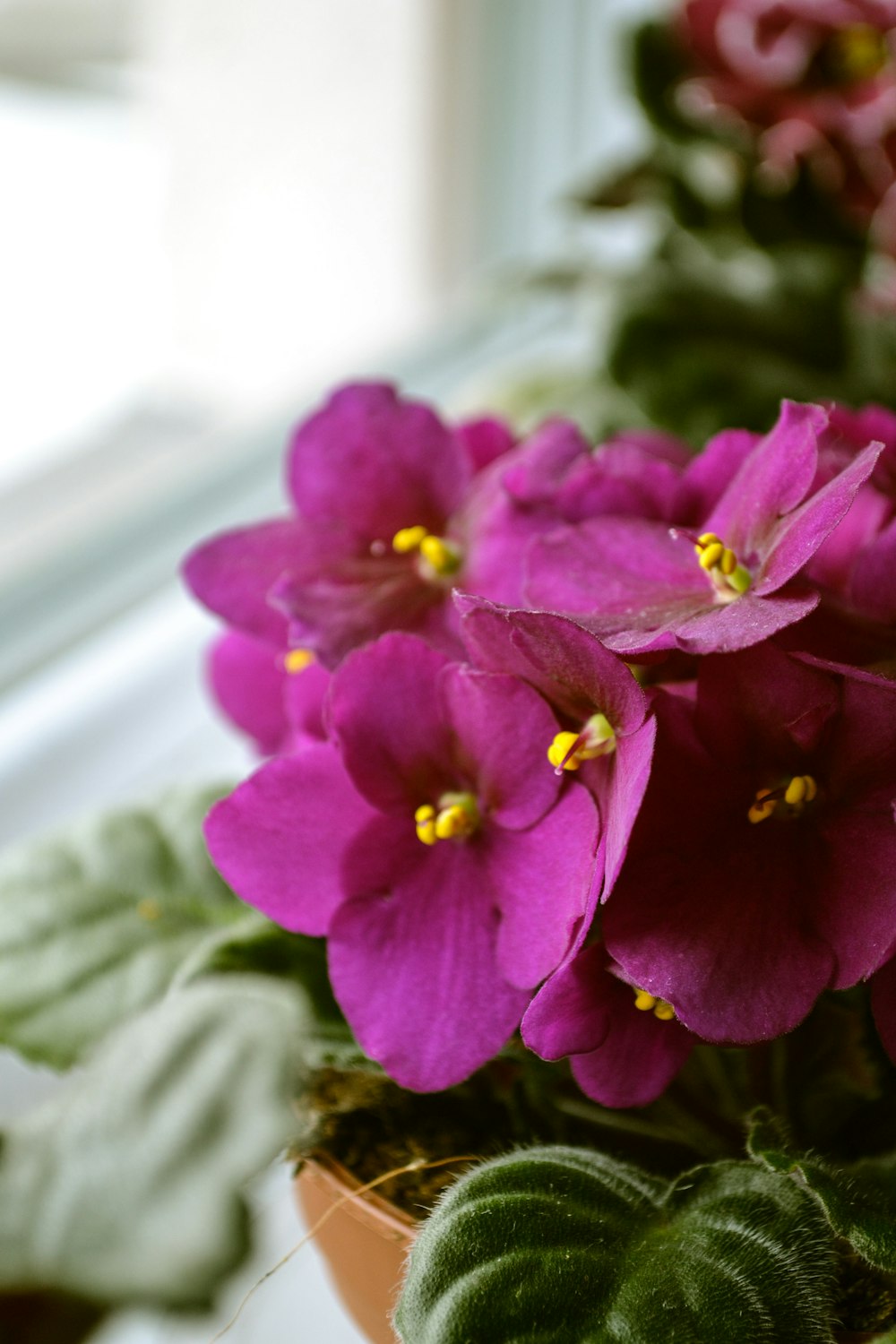 purple flower in tilt shift lens