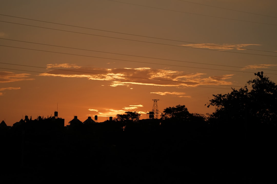 silhouette of trees during sunset