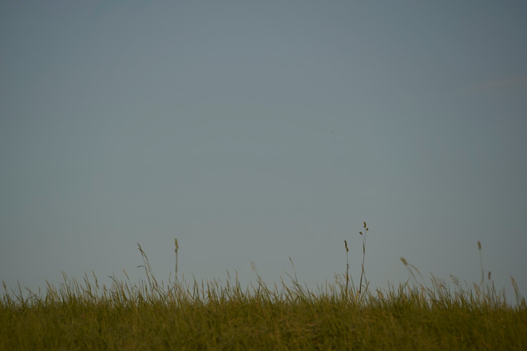 green grass field under white sky during daytime