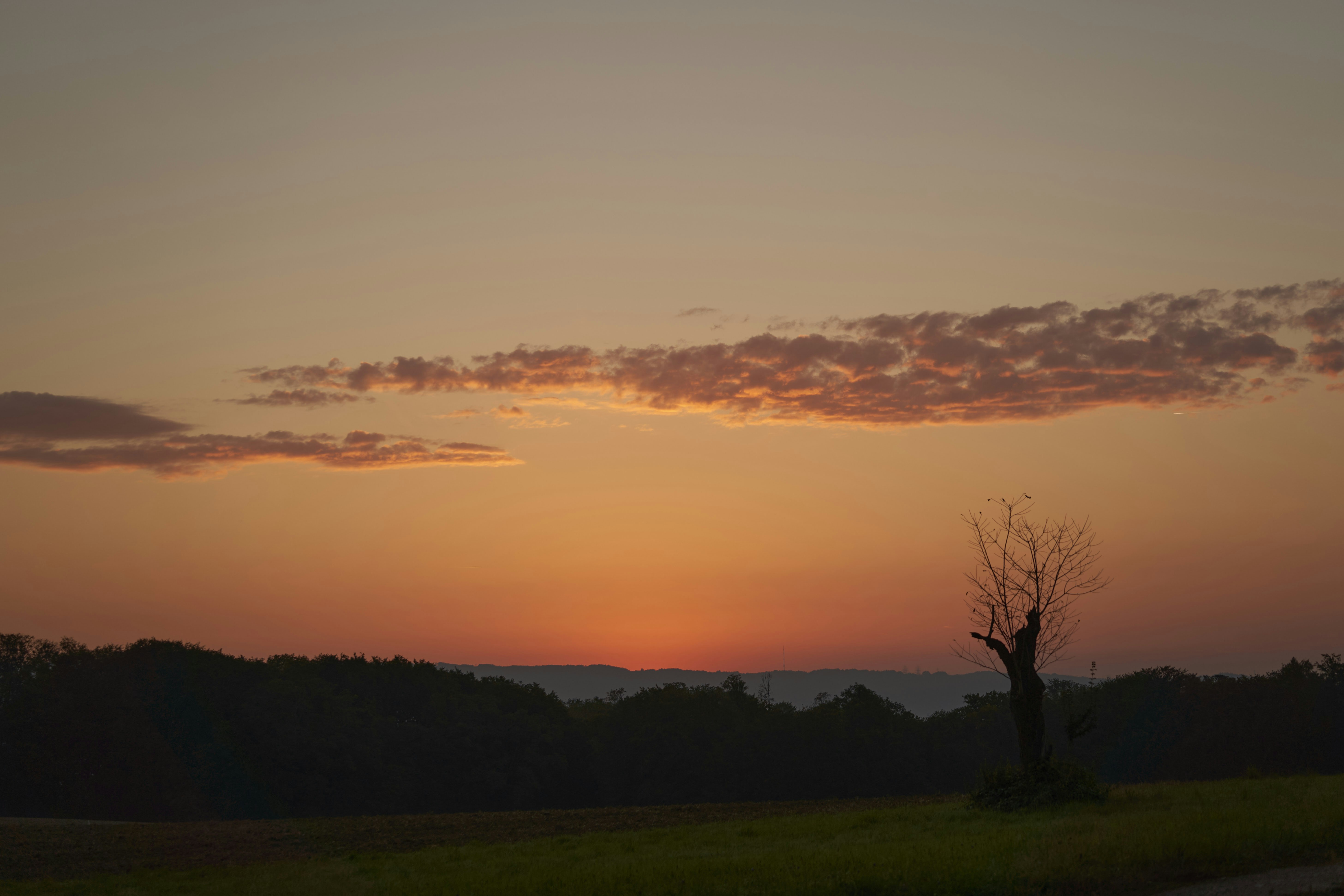 The Strategic Logic of Killing Your Own Products