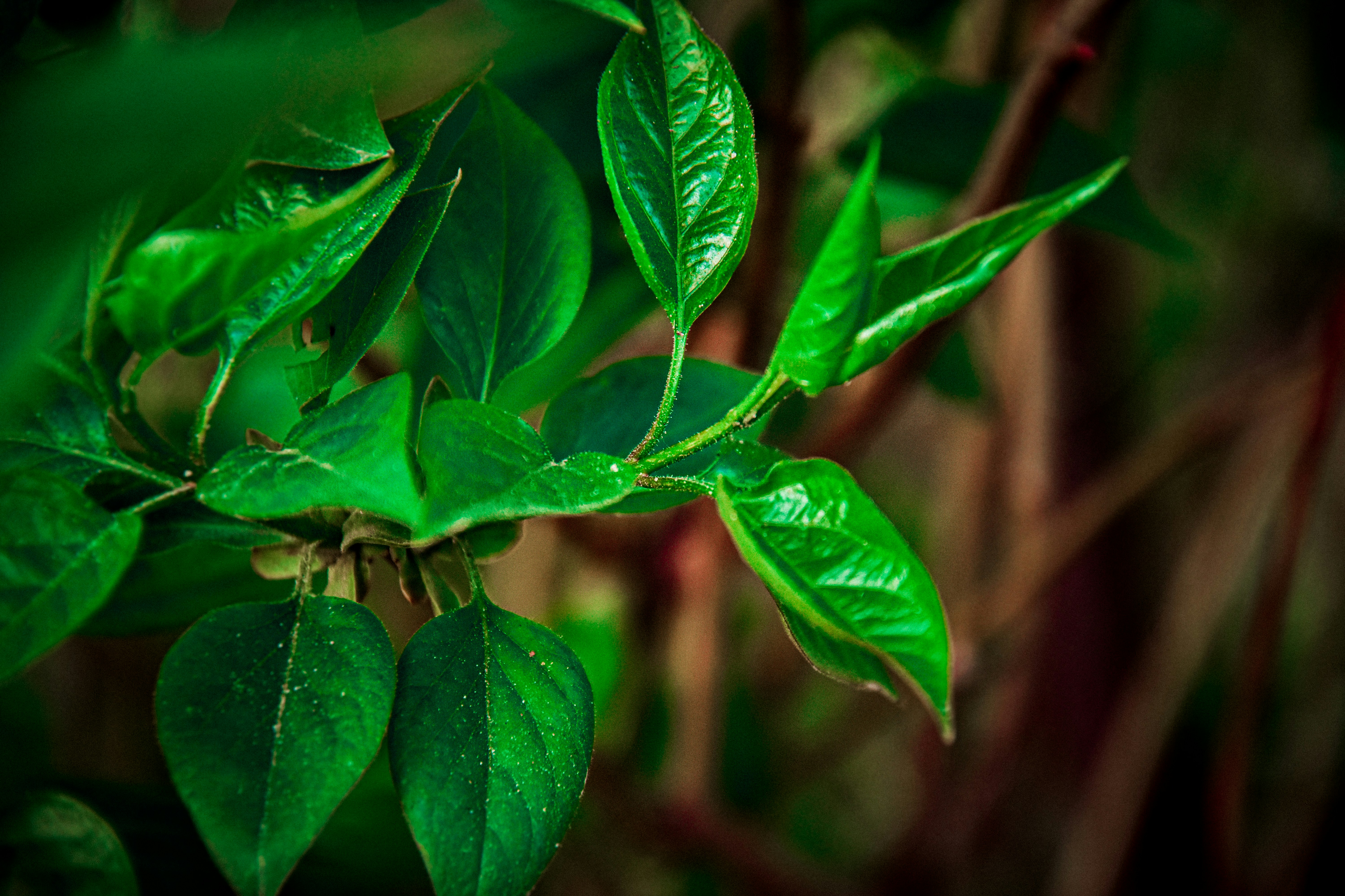 Choose from a curated selection of leaf backgrounds. Always free on Unsplash.