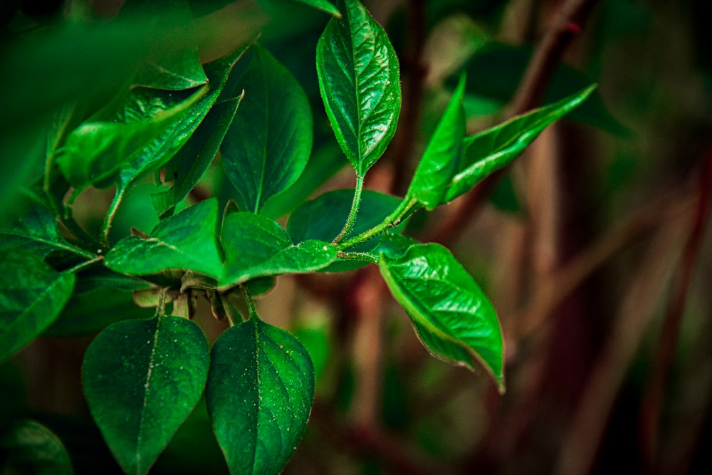 green leaf plant in close up photography